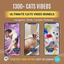 🐱 Cat Video Clip Bundle – High-Quality Stock Footage for Cat Content Creators